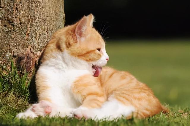 大猫为什么舔小猫,大猫为什么舔小猫的毛,大猫为什么总舔小猫？