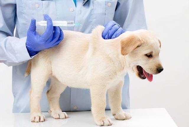 狗狗打什么疫苗好,三个月狗狗打什么疫苗好,狗狗打什么样的防疫针最好？