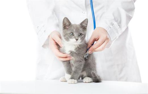 猫咪要不要打疫苗,,猫咪有必要定期打疫苗吗？还有给它吃伟嘉怎么样？