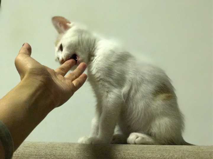 为什么小猫喜欢咬人,为什么小猫喜欢咬人手,为什么猫咪爱咬人？