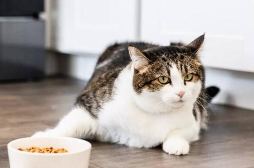 猫咪厌食症,猫咪厌食症如何治疗,猫咪食欲不振？