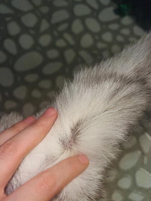 猫咪尾巴毛囊炎,猫咪尾巴毛囊炎的图片和症状,猫的尾巴掉毛是什么原因？