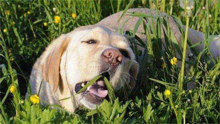 小狗为什么吃草,小狗为什么吃草然后吐,小狗吃草怎么回事？