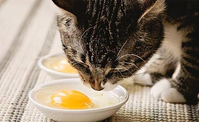 猫咪能吃鸡蛋黄吗,猫咪能吃鸡蛋黄吗多久吃一次,猫可以喂鸡蛋黄吗？