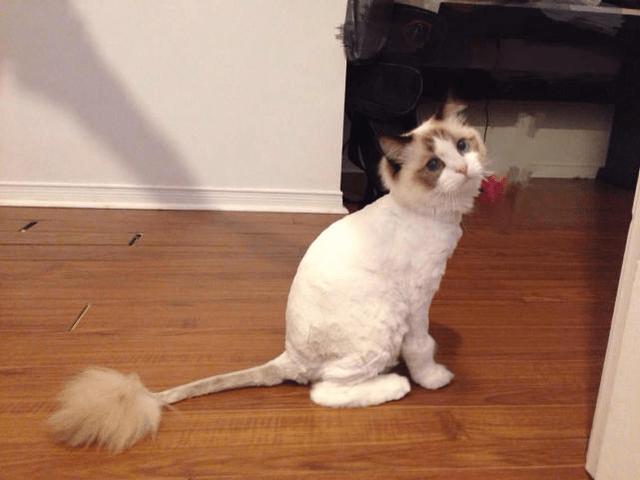 猫咪剃毛造型,猫咪剃毛造型图片,给猫剃毛的正确方法？