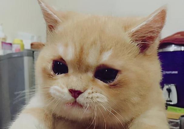 猫咪老流眼泪,猫咪老流眼泪是怎么回事,猫咪眼泪多怎么回事？