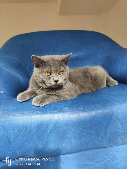 猫咪品种排行榜,猫咪品种排行榜前十名蓝色英短,十大顶级串串猫？