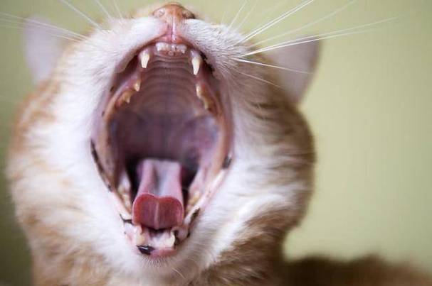 猫咪喉咙哑了,猫咪喉咙哑了怎么回事,小猫嗓子沙哑是由什么原因引起的？