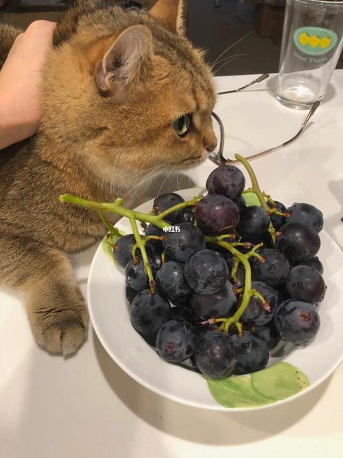猫咪可以吃葡萄吗,3个月大的猫咪可以吃葡萄吗,猫为什么爱吃葡萄？
