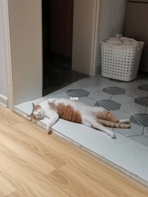 猫咪喜欢睡地板,猫咪喜欢睡地板正常吗,猫咪为什么喜欢躺在地上？