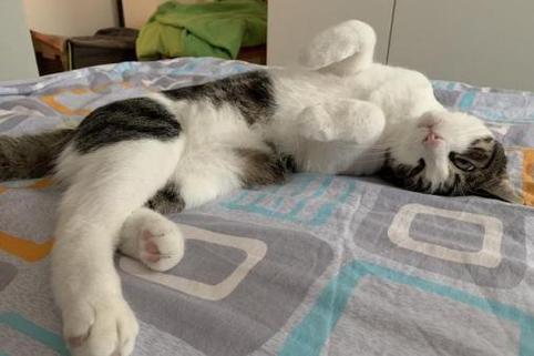 防止猫咪上床,防止猫爬床最有效的方法,怎样阻止猫咪上床？