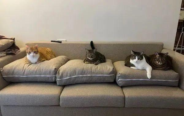 养猫买什么沙发,养猫买什么沙发好,皮沙发怎么养猫？