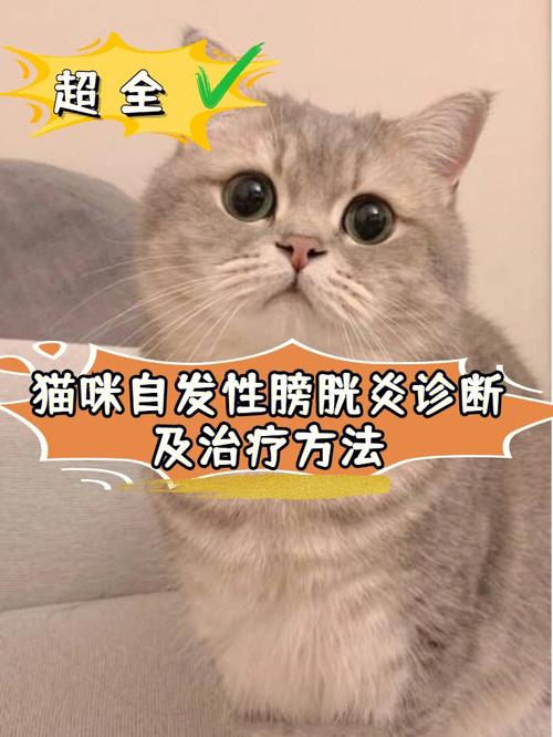猫咪自发性膀胱炎,猫咪自发性膀胱炎怎么治疗,请问猫咪尿路感染怎么办？