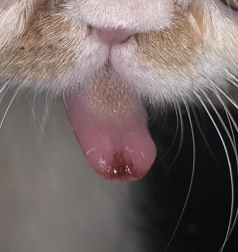 猫咪舌头发黑,猫咪舌头发黑怎么回事,猫的舌头有几个颜色？