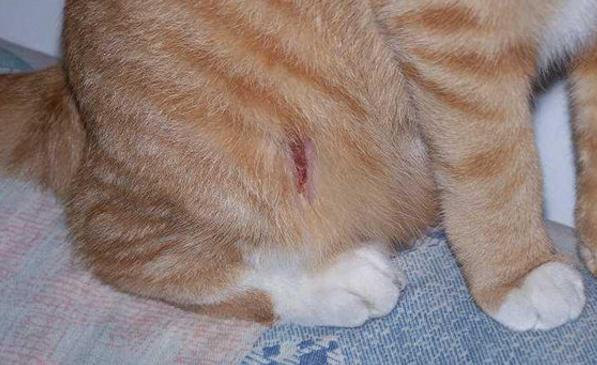 猫咪屁股上有血,猫咪屁股上有血但是屎没血,猫咪的屁屁露出一块红是什么？