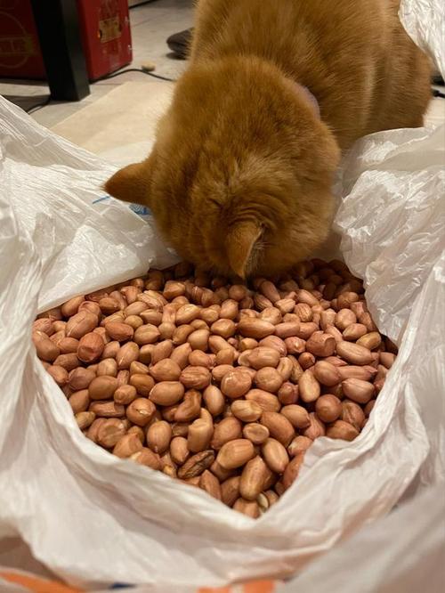 猫咪能吃花生吗,猫咪能吃花生吗煮熟的,猫咪可以吃花生糖吗？