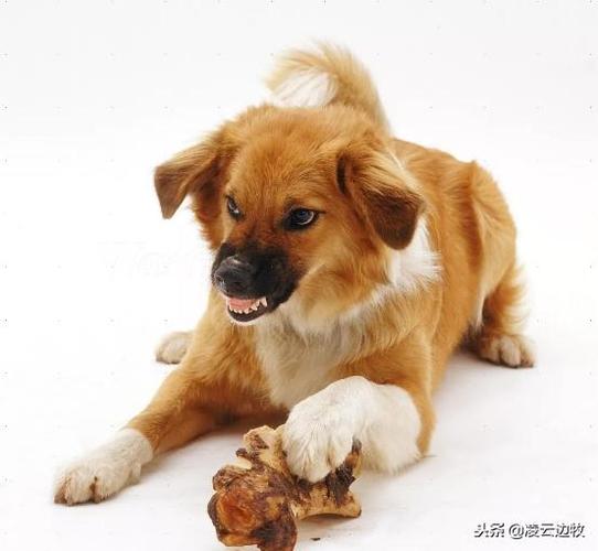 什么狗不护食,什么狗不护食不咬人,中华田园犬为什么不护食？