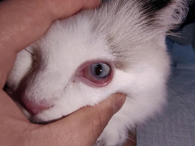 猫咪结膜炎图片,猫咪结膜炎图片 眼睛,小猫为什么会的结膜炎？