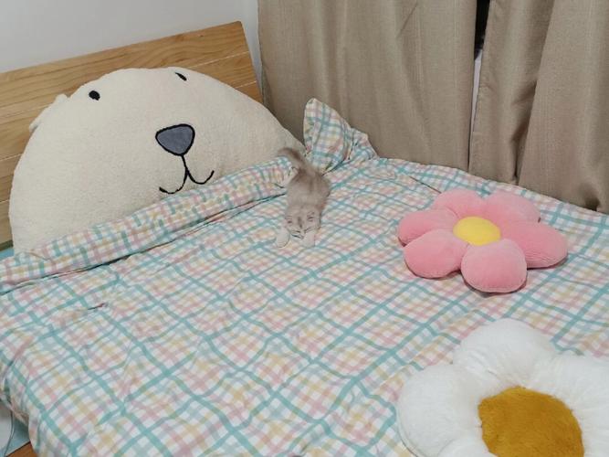 猫咪可以上床吗,防止猫爬床最有效的方法,猫喜欢上床怎么办？