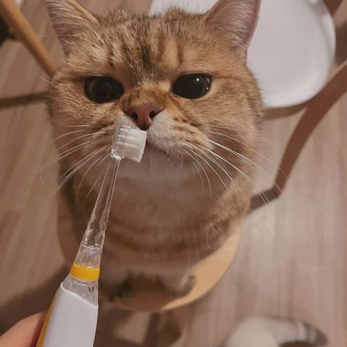 猫咪用刷牙吗,猫咪用刷牙吗?,猫要刷牙吗？