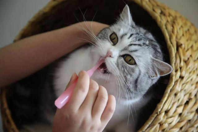 猫咪要刷牙吗,猫咪要刷牙吗多久刷一次,猫能刷牙吗？