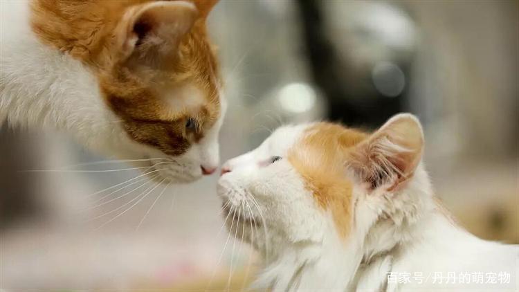 猫咪行为解读,猫咪行为解读大全,猫咪能看懂情侣亲密吗？