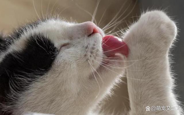 猫为什么要舔毛,猫为什么要舔毛洗脸,你知道猫咪为什么喜欢舔毛吗？