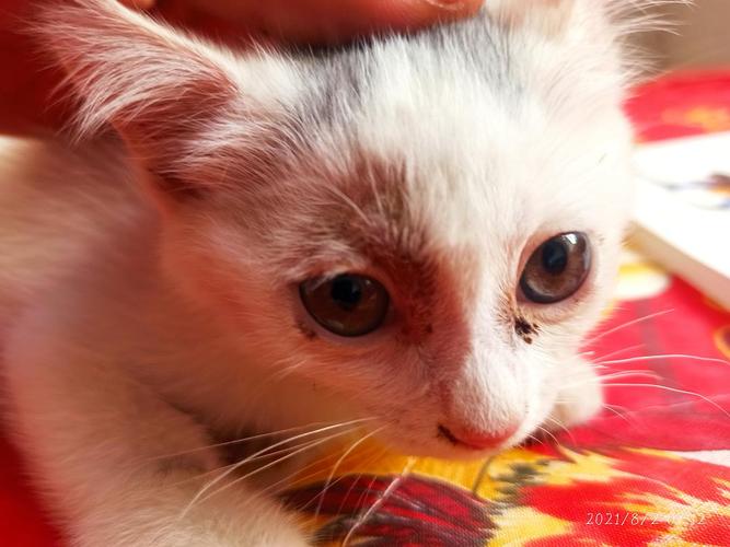 猫咪眼睛有红血丝,猫咪眼睛有红血丝怎么回事,为什么猫眼睛总是红色的?怎么回事？