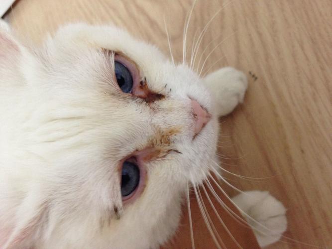 猫咪眼睛疾病,猫咪眼睛疾病有哪些,大家，小猫眼睛一只大一只小是什么情况？