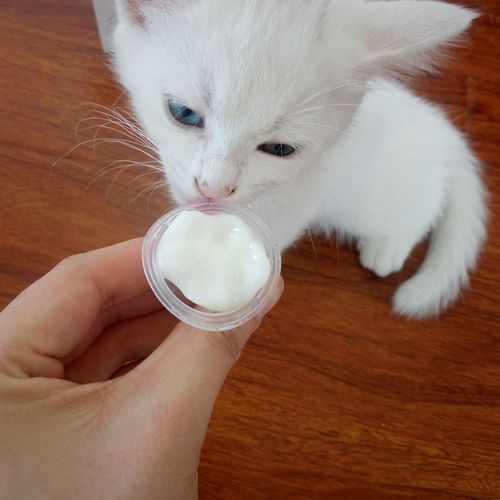 猫咪可以吃果冻吗,猫咪可以吃果冻吗?,猫咪十大必吃食物？
