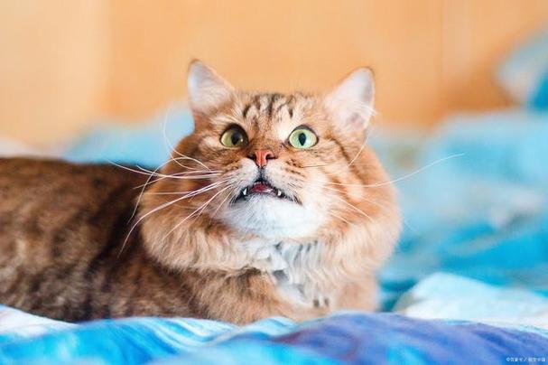 猫咪发出呜呜的声音,猫咪发出呜呜的声音是什么意思,猫咪发出低沉的呜呜声什么意思？