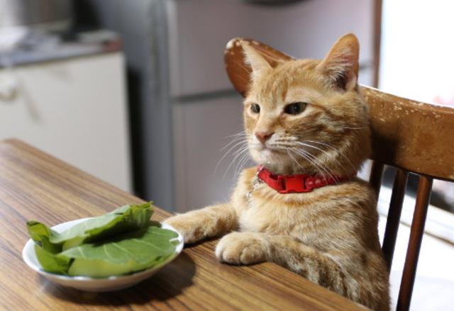 猫咪挑食不吃猫粮,猫咪挑食不吃猫粮怎么办,小猫挑食不爱吃猫粮怎么办？