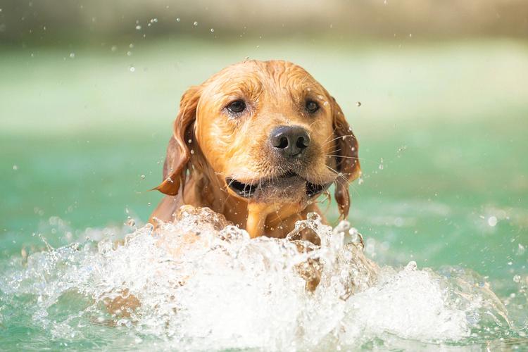 狗为什么会游泳,狗为什么会游泳是什么原理,为什么狗能浮在水面？