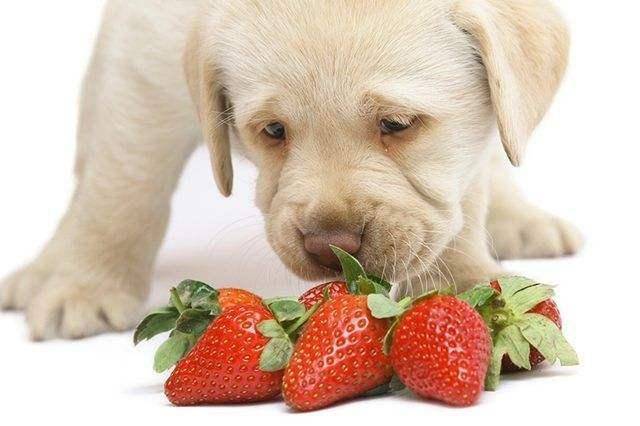 小狗狗可以吃什么,小狗狗可以吃什么水果,幼犬可以吃稀饭吗？