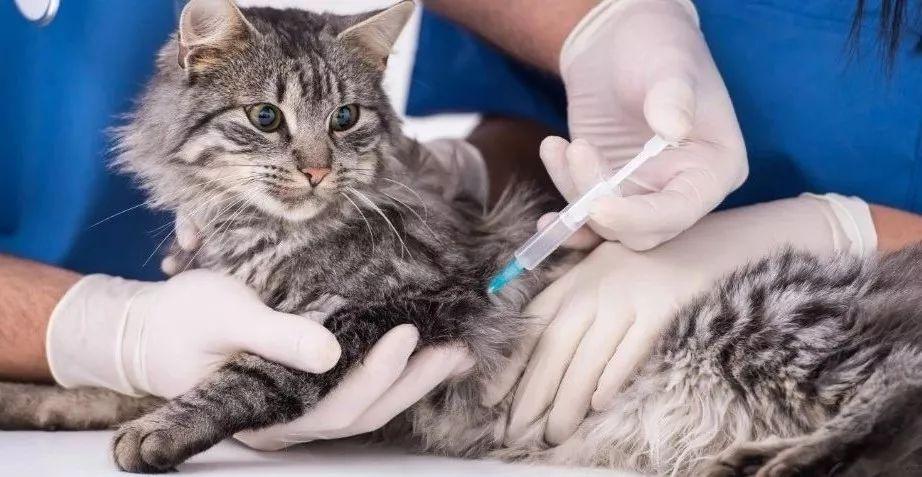 猫咪弓形虫疫苗,猫咪弓形虫疫苗有必要打吗,小猫打完三联疫苗后突然变傻了怎么办？