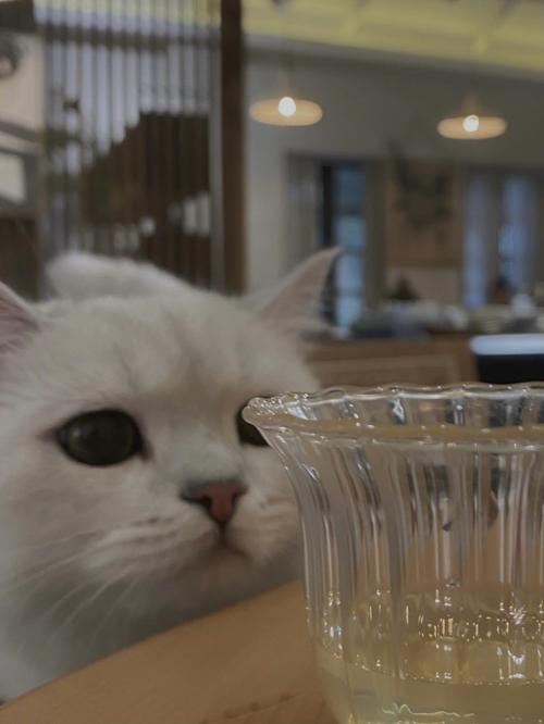 猫咪可以喝糖水吗,猫咪可以喝糖水吗?,猫能喝红糖水吗，红糖水给猫咪喝？