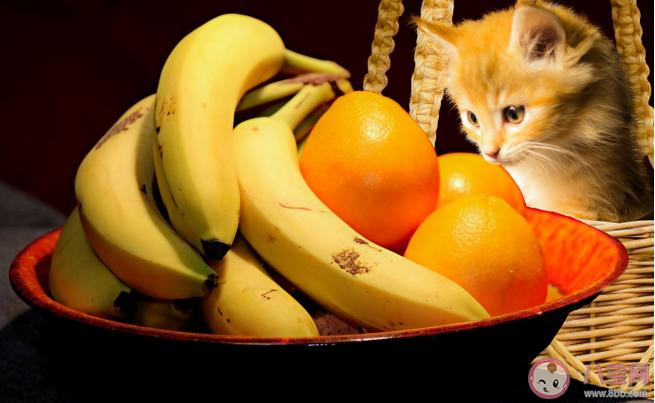 猫咪能吃水果吗,猫咪能吃水果吗?吃什么水果好,猫咪爱吃水果正常吗？