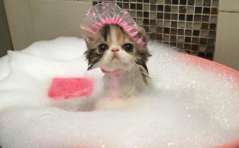 猫什么时候可以洗澡,刚出生的小猫什么时候可以洗澡,猫什么时候洗澡比较好？