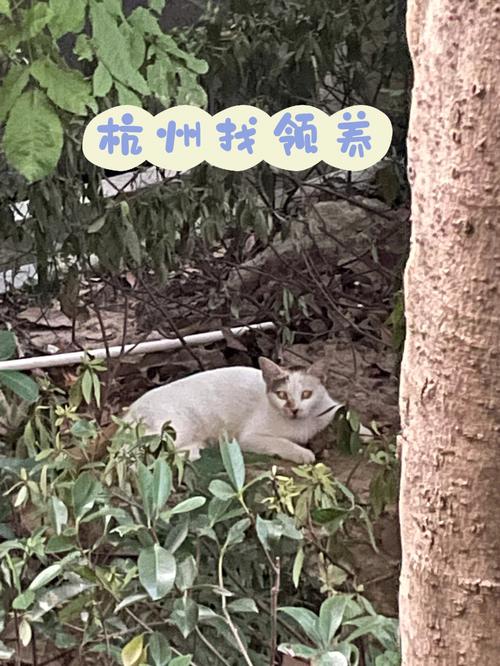 杭州猫咪领养中心,杭州猫咪领养中心官网,灵隐寺收居士吗？