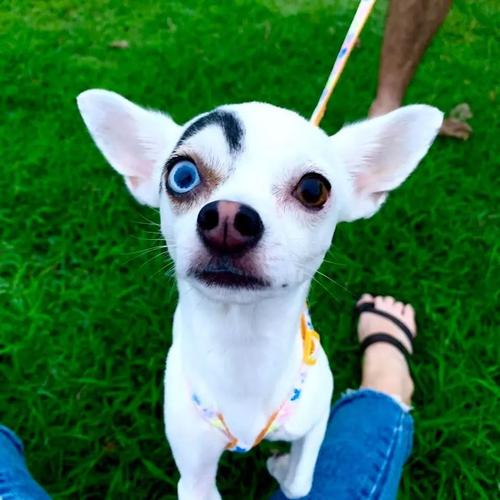 狗眼睛是什么颜色,狗眼睛是什么颜色的,为什么狗狗的眼睛在黑天是绿色的？
