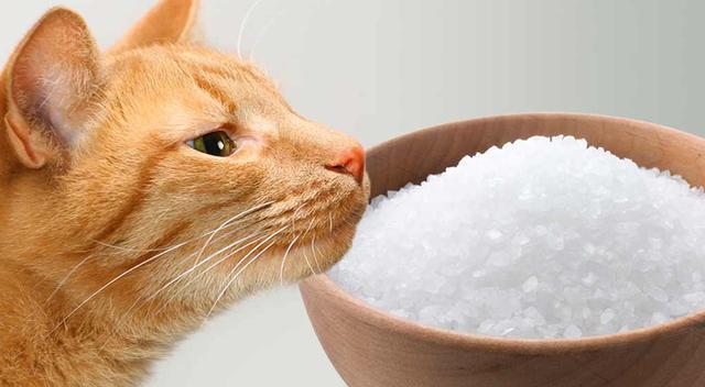 猫咪能吃盐吗,猫咪能吃盐吗为什么,猫可以吃盐吗？