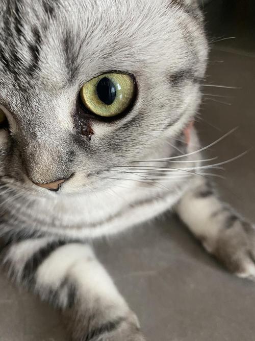 猫咪一直有眼屎,猫咪一直有眼屎是什么原因,猫眼睛分泌物多是什么原因？