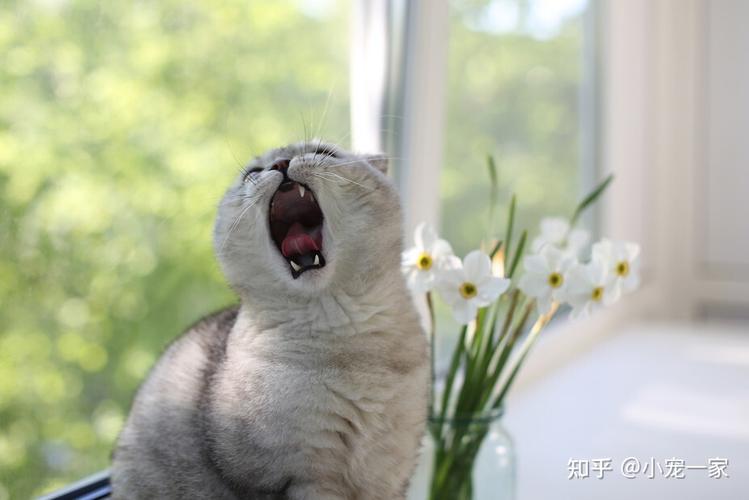 猫咪睡觉磨牙,猫咪睡觉磨牙正常吗,猫能磨牙吗？