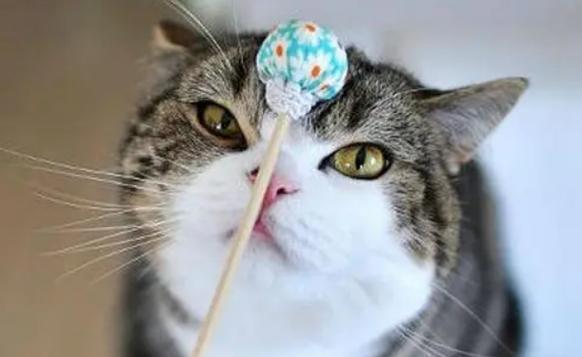 猫咪可以吃糖吗,猫咪可以吃糖吗百度百科,猫能吃糖吗？