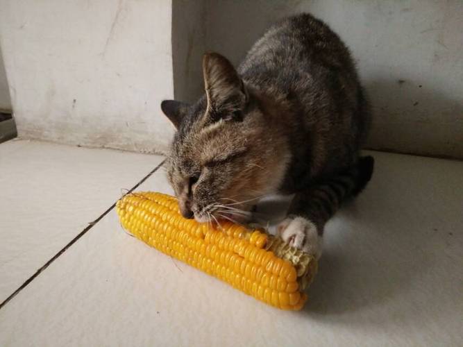猫咪喜欢吃玉米,猫咪喜欢吃玉米正常吗,喵星人为什么爱吃玉米？