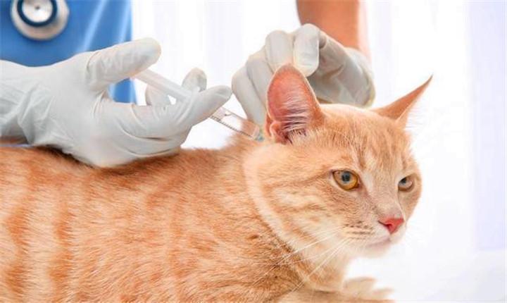 小猫什么时候打疫苗,小猫什么时候打疫苗最好,求助：猫咪要多大开始打疫苗针，一年打几次？