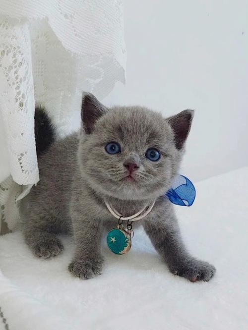 什么猫养不大,哪种猫最不好养,为什么我家的蓝猫长不大？