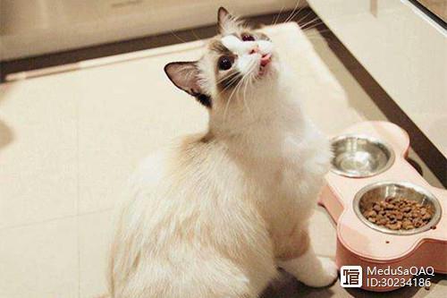 猫咪突然不喝水,猫咪突然不喝水是什么原因,猫猫不尿尿了怎么办？