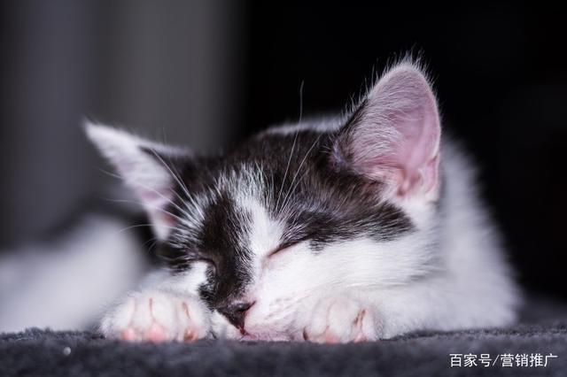 猫咪的睡眠时间,猫咪的睡眠时间是多少,猫咪白天大多是在睡觉的，晚上也会睡觉，那么猫一天究竟睡多久？