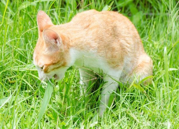 猫为什么会吃草,猫为什么会吃草的原因,猫为什么喜欢吃青草？